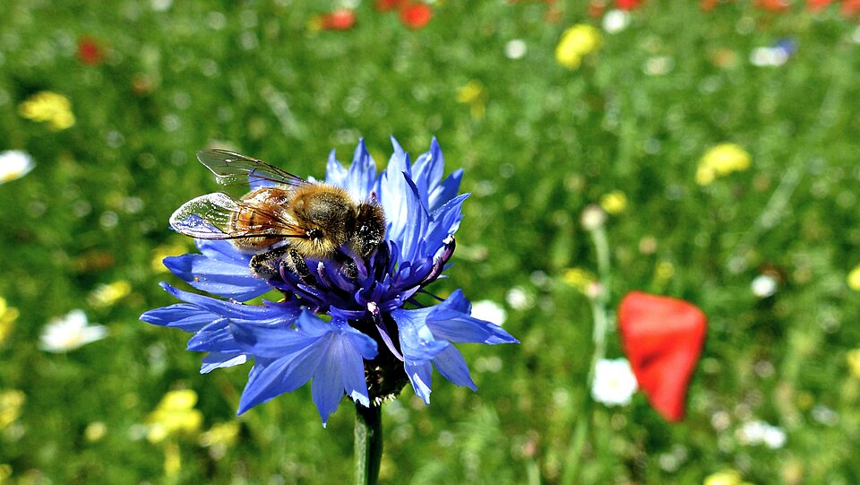 Piana di Castelluccio